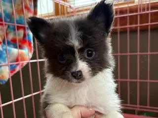 Pomchi dogs Pomchi Puppy 1 - Ad 2