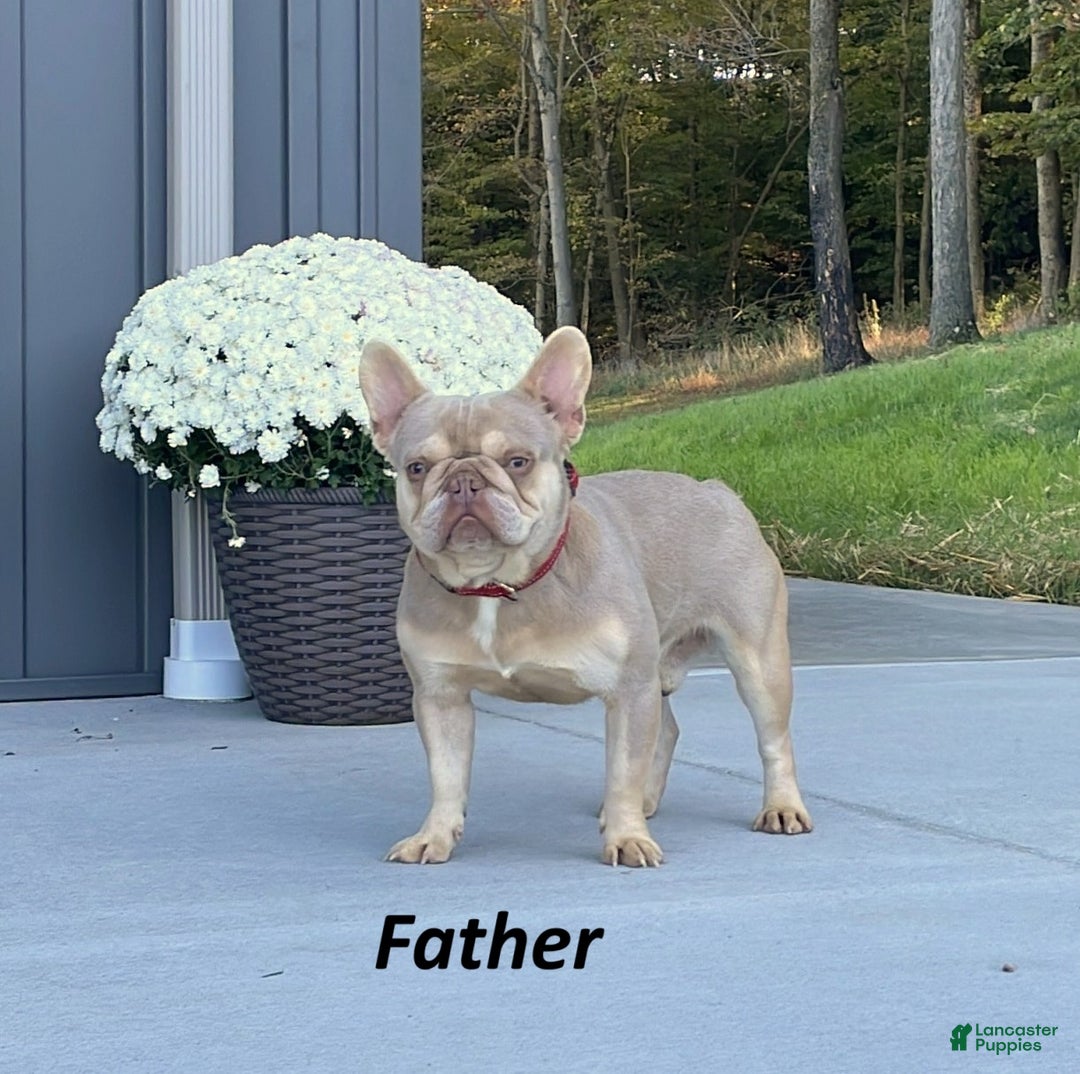 French Bulldog dogs for sale: Diamond - Ad 6
