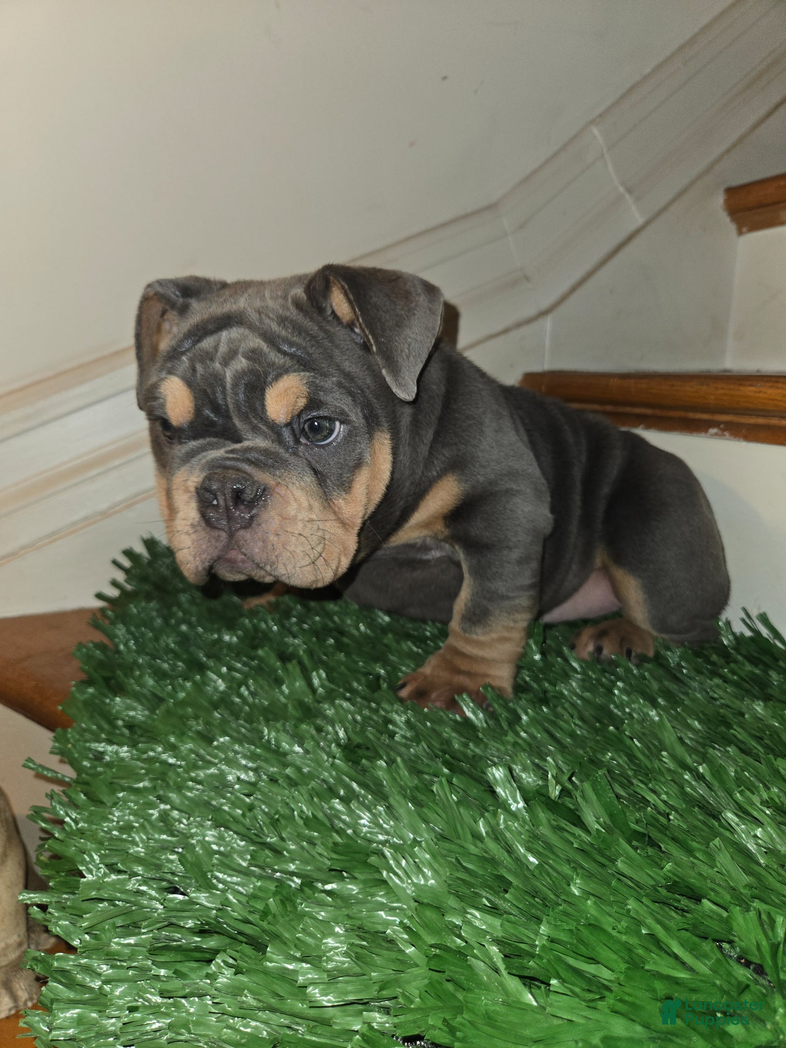 English Bulldog dogs English Bulldog Puppy 1 - Ad 2