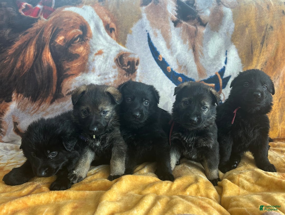German Shepherd dogs for sale: Cody/ Willow Green - Ad 3
