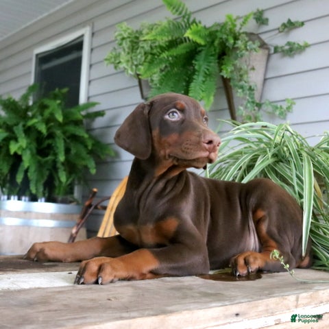 Doberman Pinscher dogs Winston - Ad 2