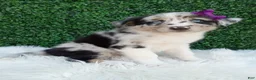 Australian Shepherd dogs for sale: Flicka - Ad 4