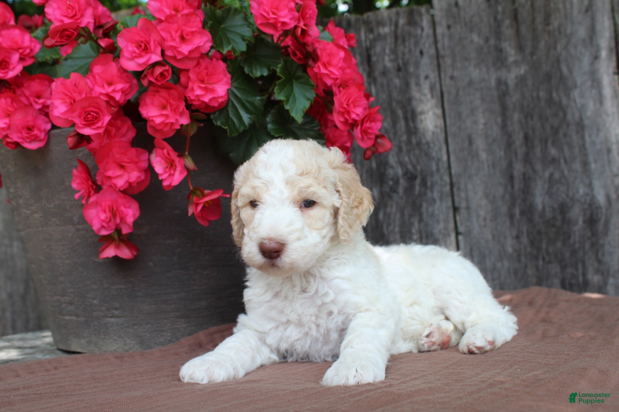 Standard Poodle dogs Pebble AKC Standard Poodle - Ad 2