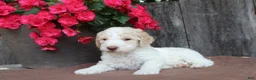 Standard Poodle dogs for sale: Pebble AKC Standard Poodle - Ad 28