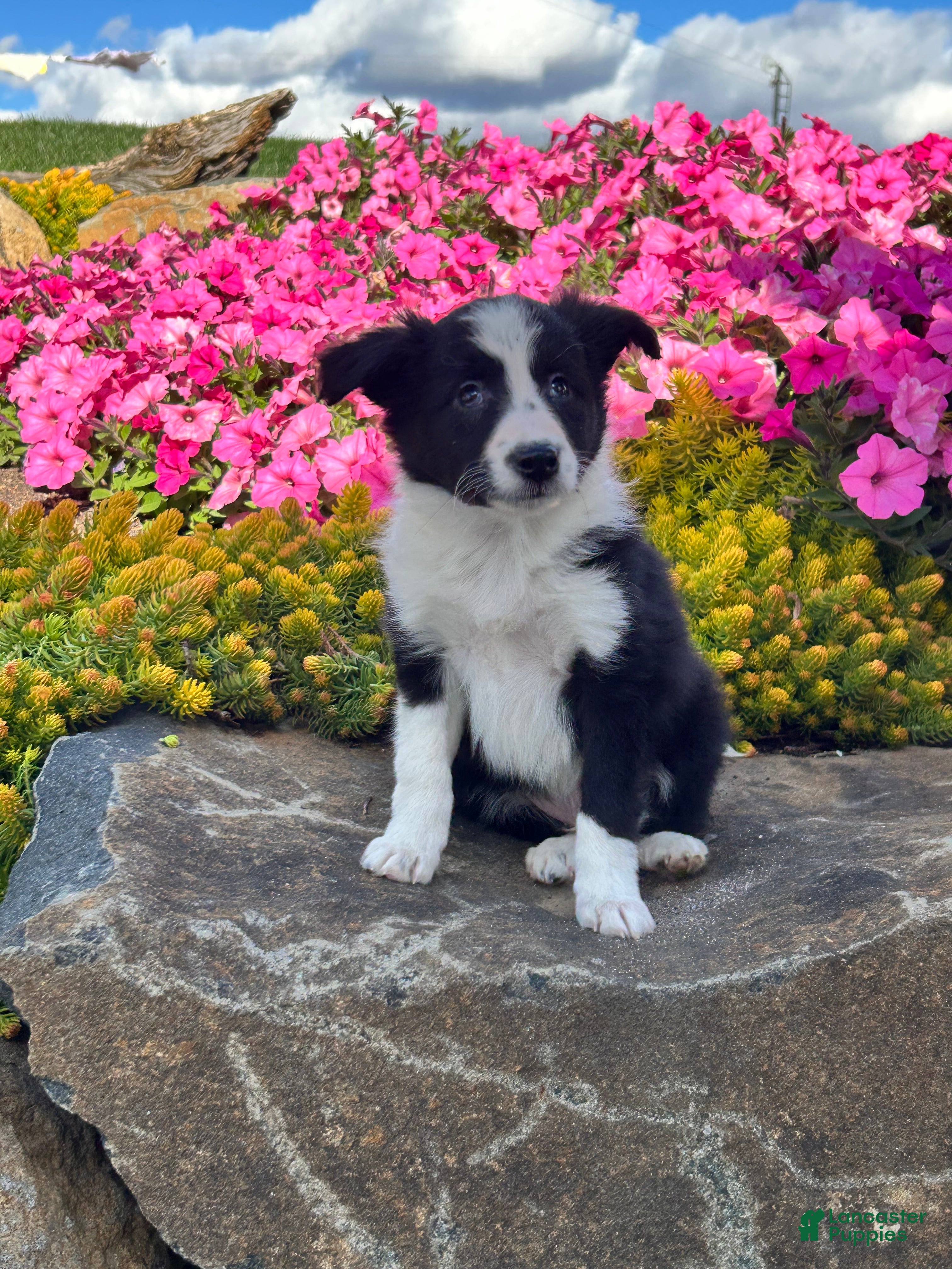 Mixed Breed dogs Hudson - Ad 27