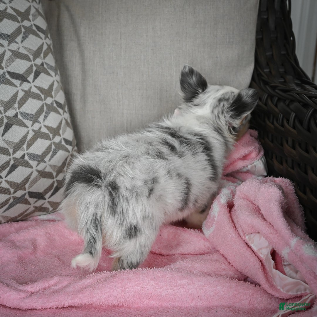 Chihuahua dogs for sale: Romeo - Ad 9