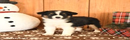 Miniature Australian Shepherd dogs for sale: Jett - Ad 1