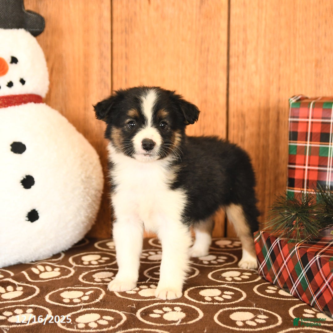 Miniature Australian Shepherd dogs for sale: Jett - Ad 1