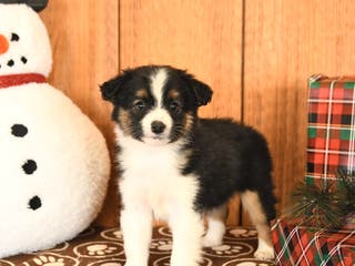 Miniature Australian Shepherd dogs Jett - Ad 19