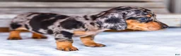 Miniature Dachshund dogs for sale: Casper - Ad 5