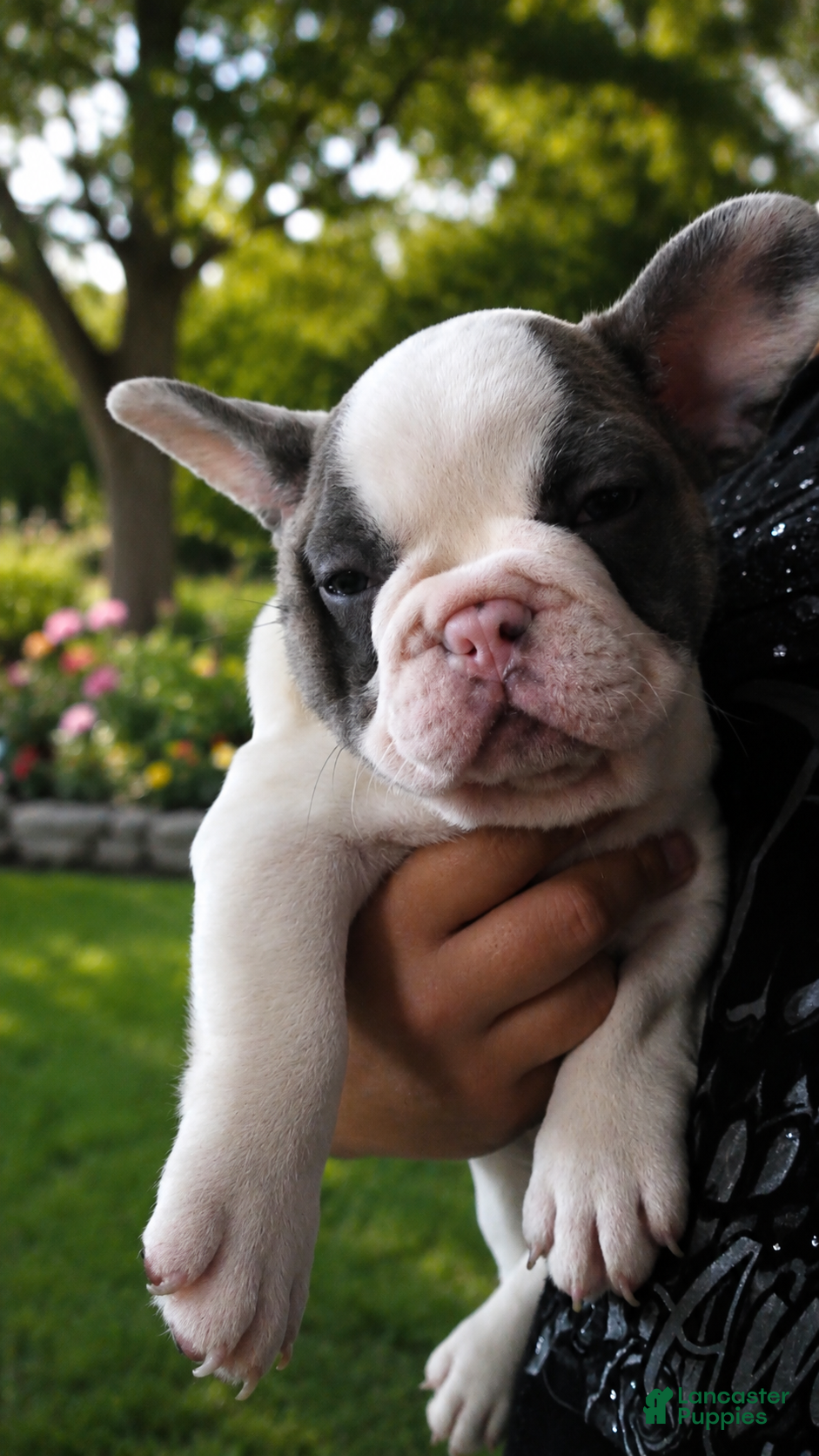 French Bulldog dogs French Bulldog 1 - Ad 6