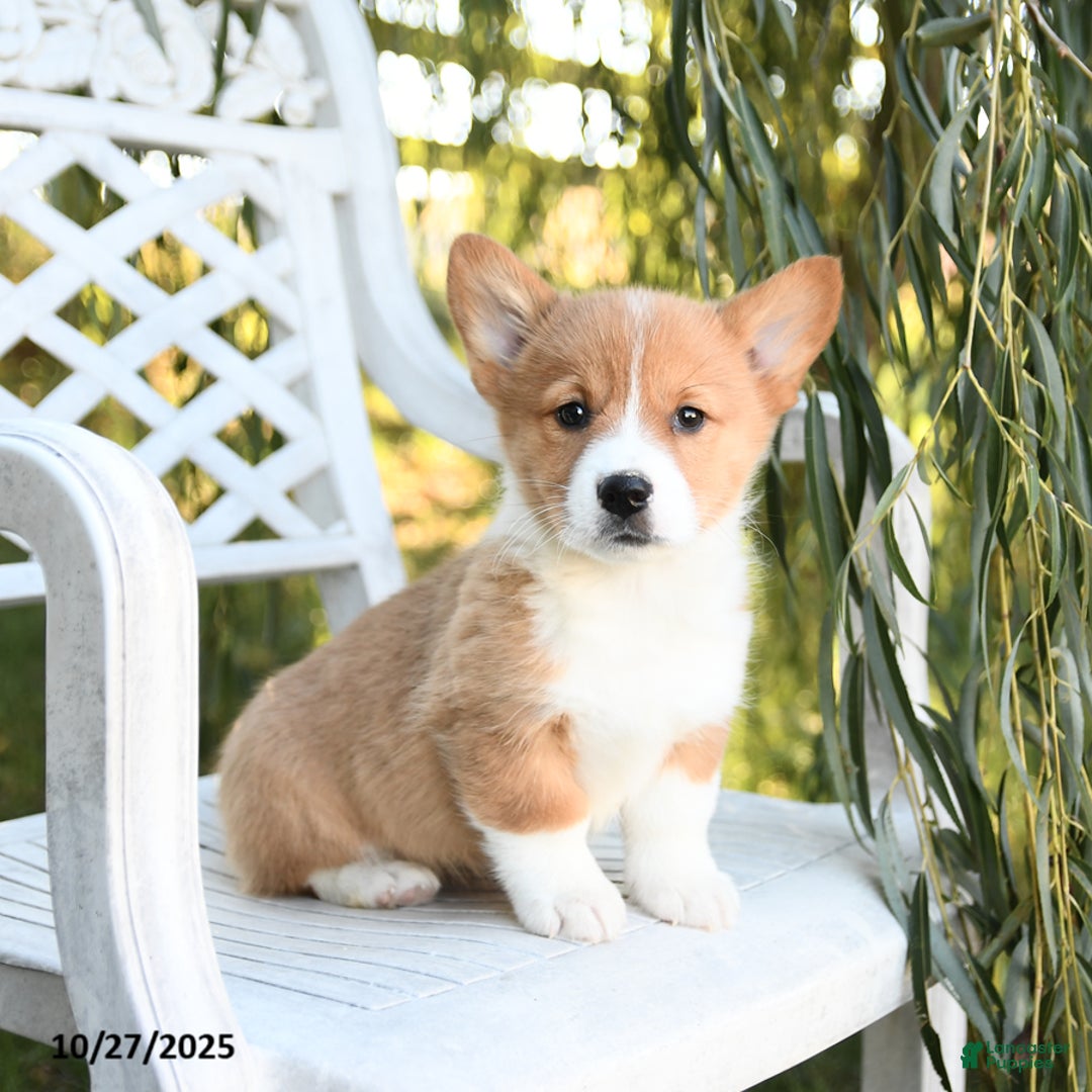 Welsh Corgi Pembroke dogs for sale: Sunflower - Ad 1