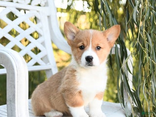 Welsh Corgi Pembroke dogs Sunflower - Ad 37