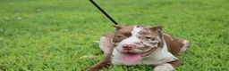 American Bully dogs for sale: Polaris - Ad 6