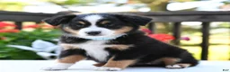 Miniature Australian Shepherd dogs for sale: Brenda  - Ad 5