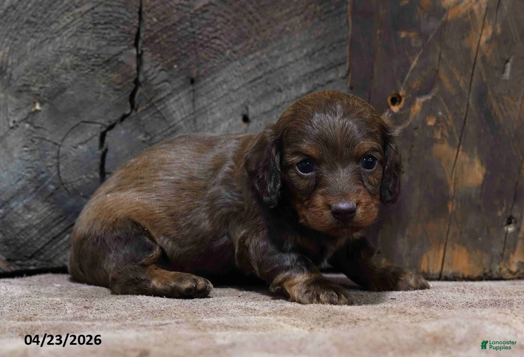 Miniature Dachshund dogs for sale: Cindy - Ad 2