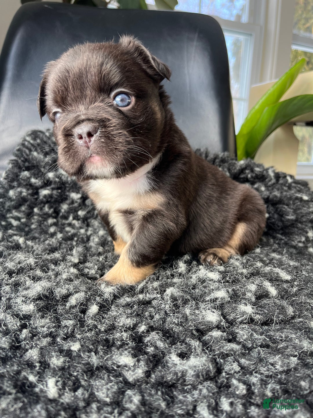 French Bulldog dogs for sale: Bruno - Ad 2