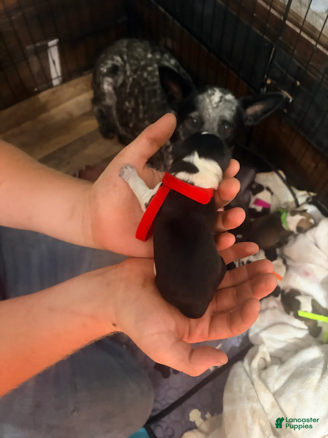Australian Cattle Dog dogs for sale: Australian Cattle Dog 4 - Ad 2