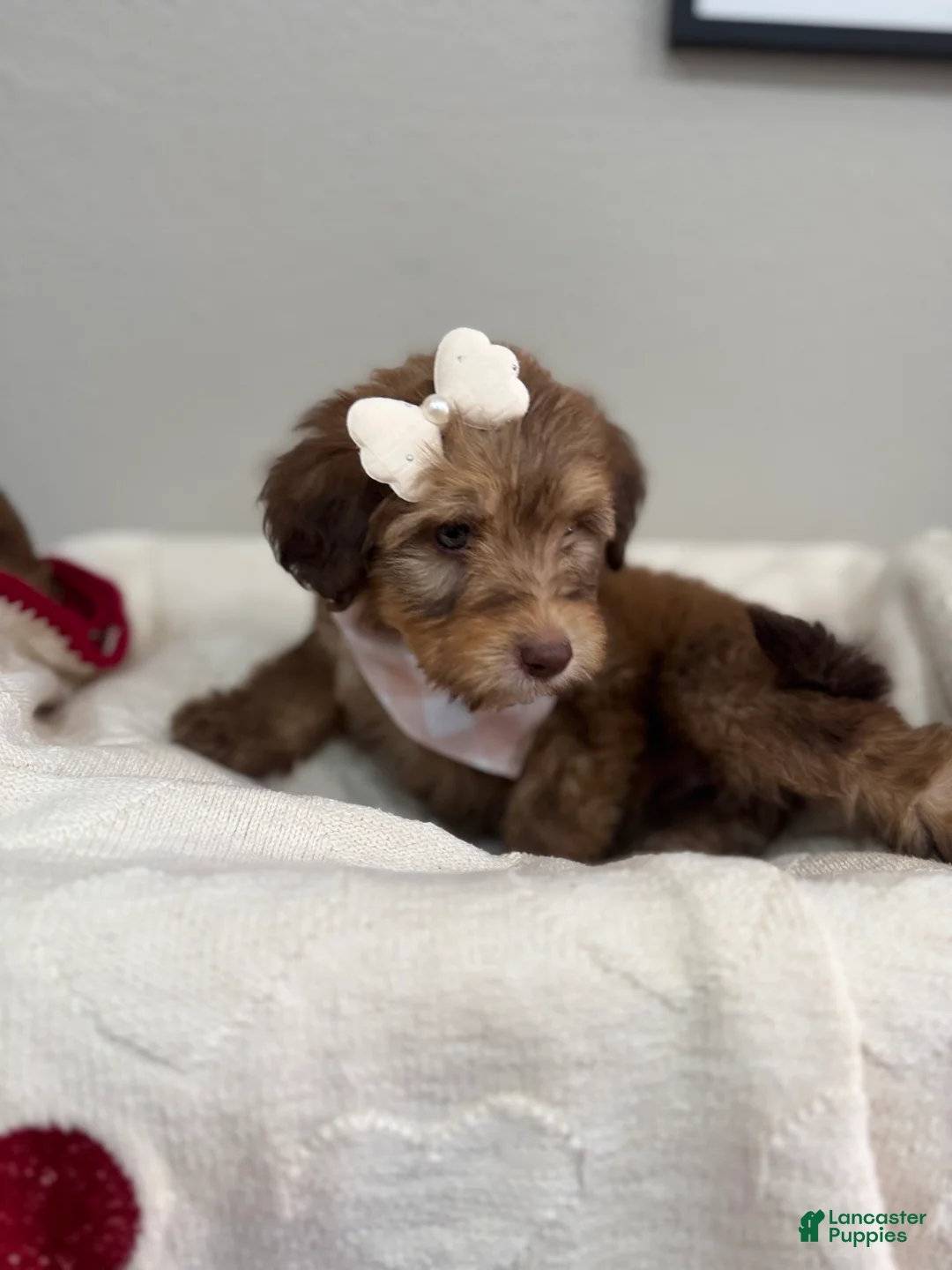 Mini Bernedoodle dogs for sale: Mini Bernedoodle Mocha- Pink Collar - Ad 1