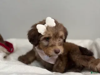 Mini Bernedoodle dogs for sale: Mini Bernedoodle Mocha- Pink Collar - Ad 1