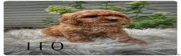 Cavapoo dogs for sale: Leo - Ad 1