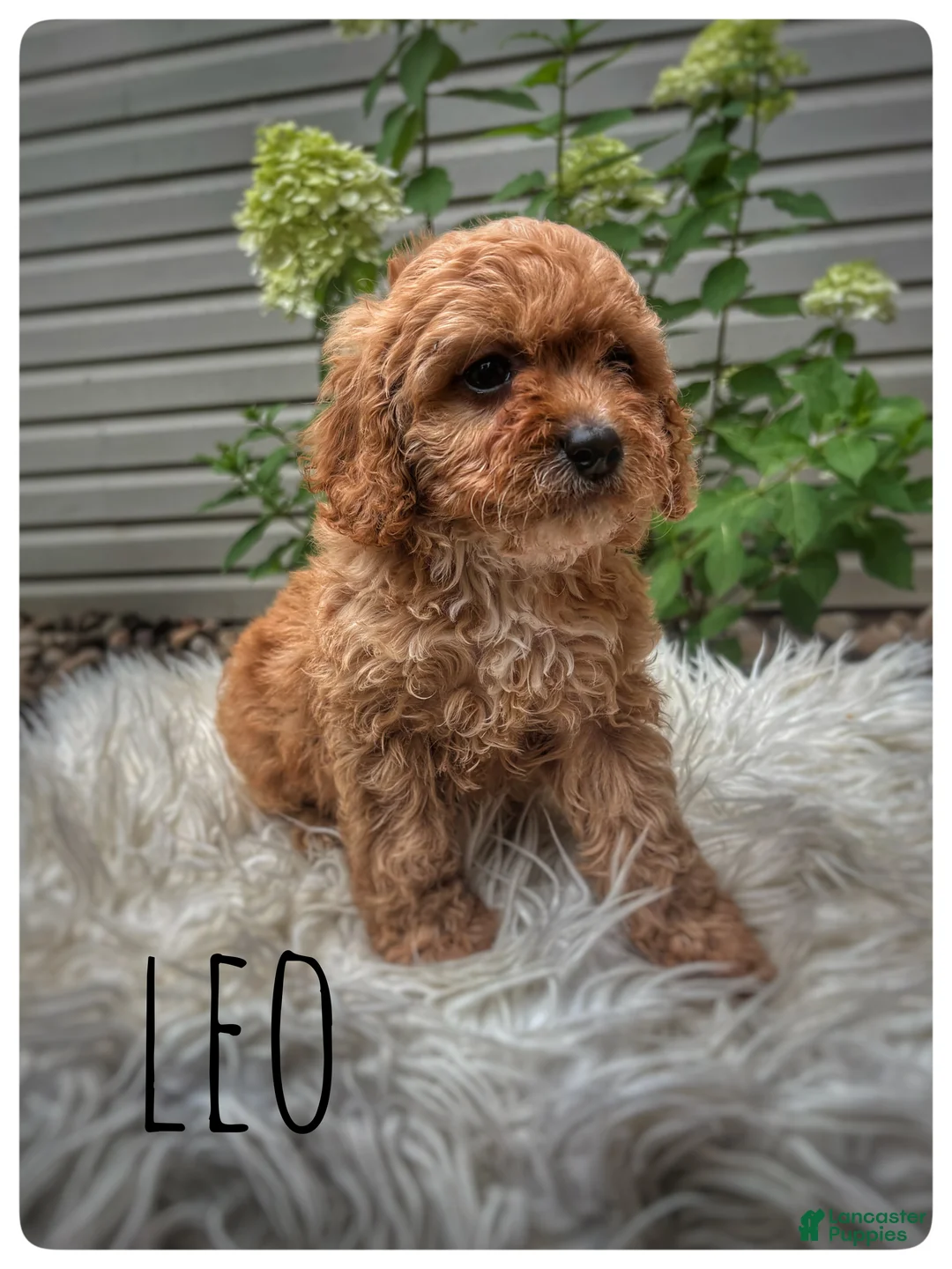 Cavapoo dogs for sale: Leo - Ad 1