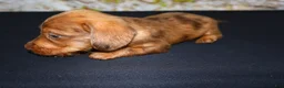 Miniature Dachshund dogs for sale: Zelda - Ad 11