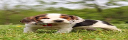 Beagle dogs for sale: Ranger - Ad 7
