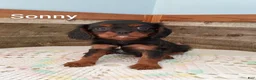 Cavalier King Charles Spaniel dogs for sale: Sonny - Ad 1