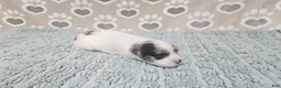 Mini Bernedoodle dogs for sale: F1b Jolene - Ad 2