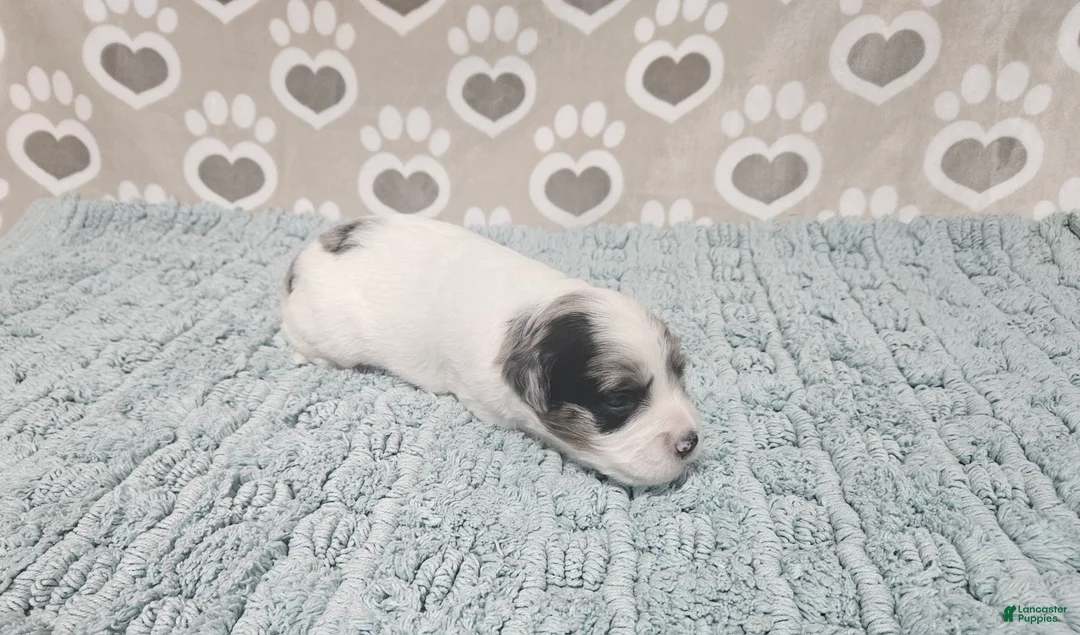 Mini Bernedoodle dogs for sale: F1b Jolene - Ad 2