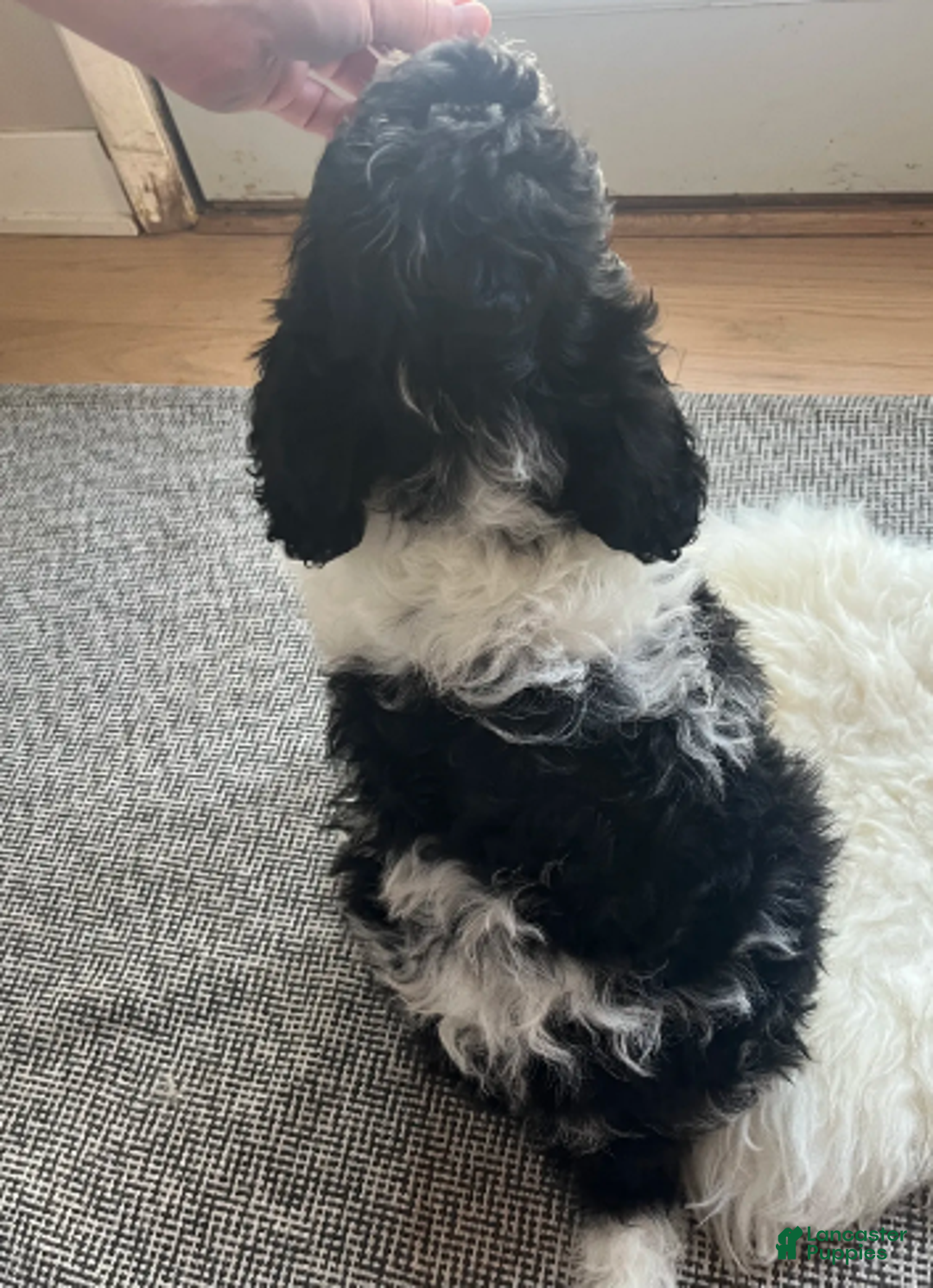 Labradoodle dogs for sale: Lemmy standard - Ad 3