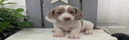 Miniature Dachshund dogs for sale: Milo - Ad 7