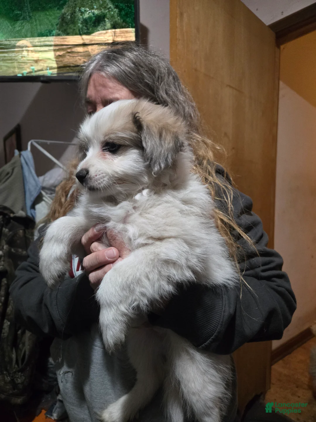 Mixed Breed dogs for sale: Mixed Breed Puppy 1 - Ad 2