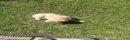 Golden Retriever dogs for sale: Golden Retriever Puppy 1 - Ad 2