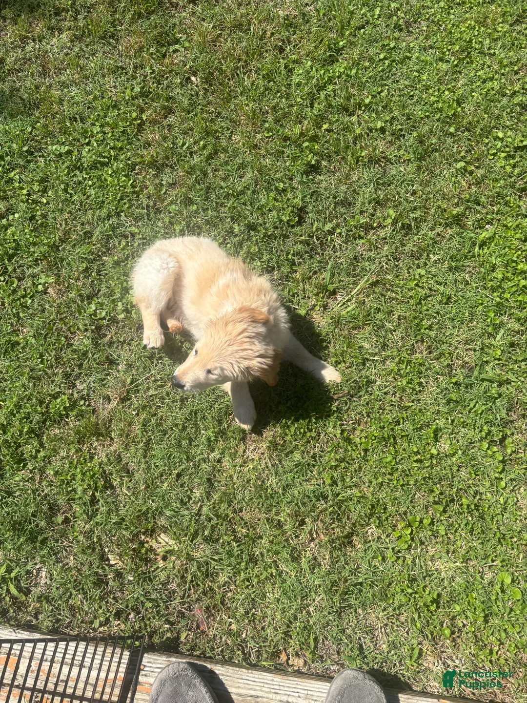 Golden Retriever dogs for sale: Golden Retriever Puppy 1 - Ad 2