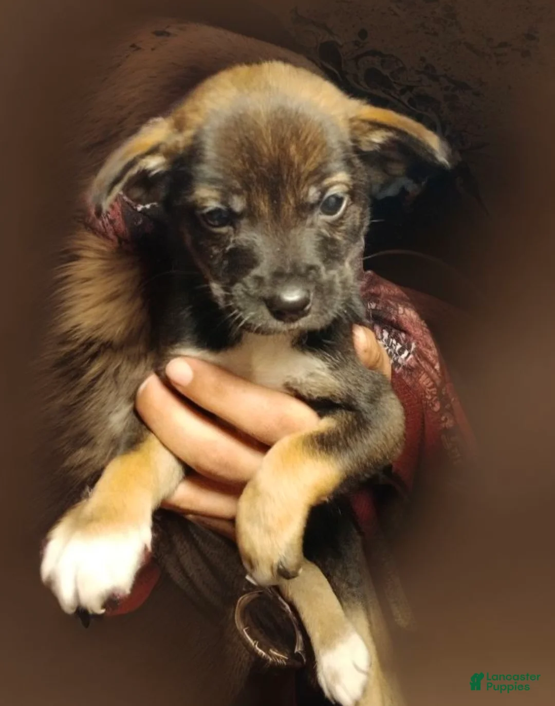 Mixed Breed dogs for sale: Retriever shepherd Puppy #1 - Ad 4