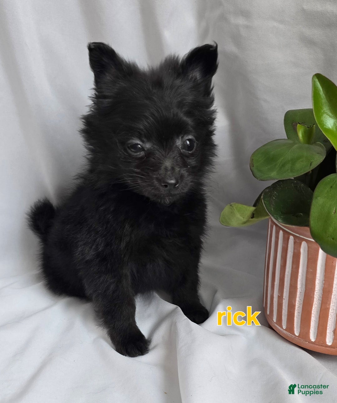 Pomapoo dogs for sale: Pomapoo Puppy 4 - Ad 3
