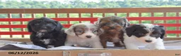 Cockapoo dogs for sale: Queenie - Ad 3