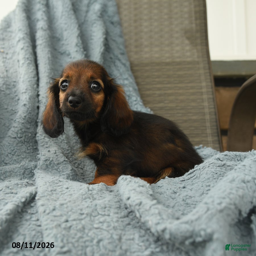 Dachshund dogs Rob   - Ad 2