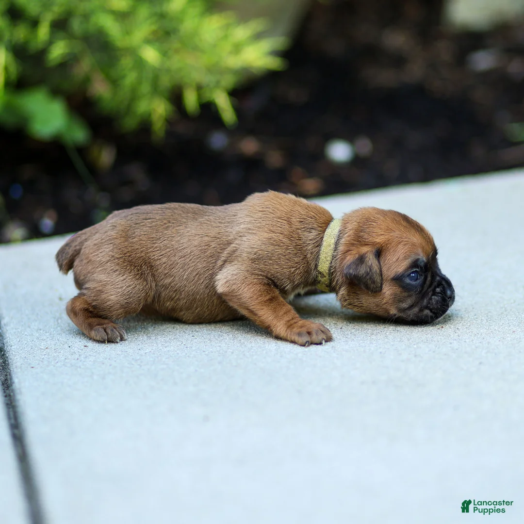 Boxer dogs for sale: Ninja Boxer  - Ad 6