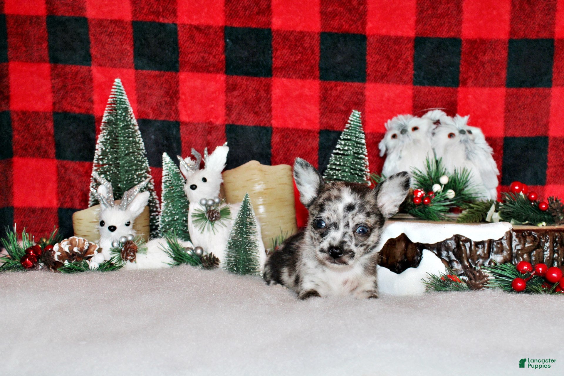 Chihuahua dogs Sid - Ad 22