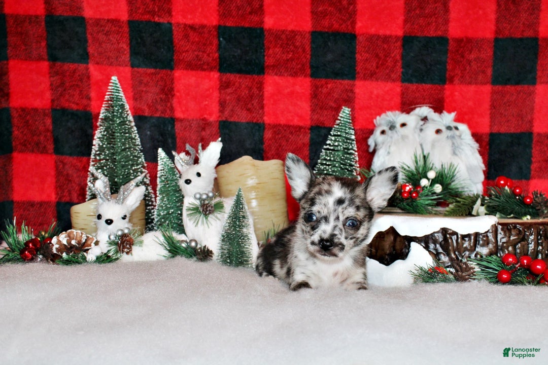 Chihuahua dogs for sale: Sid - Ad 1