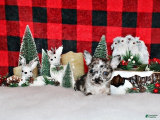 Chihuahua dogs Sid - Ad 12