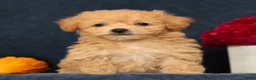 Bichpoo dogs for sale: Oaklynn - Ad 3