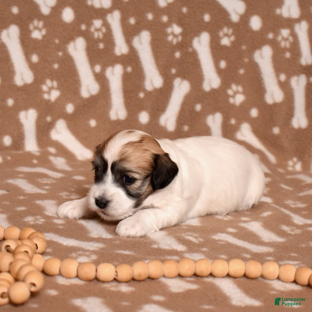 Coton De Tulear dogs for sale: Ashley - Ad 7