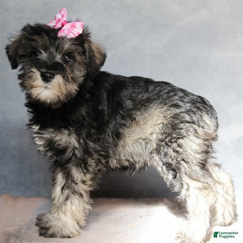 Miniature Schnauzer dogs Teagan - Ad 21