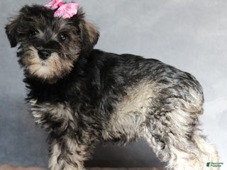 Miniature Schnauzer dogs Teagan - Ad 39