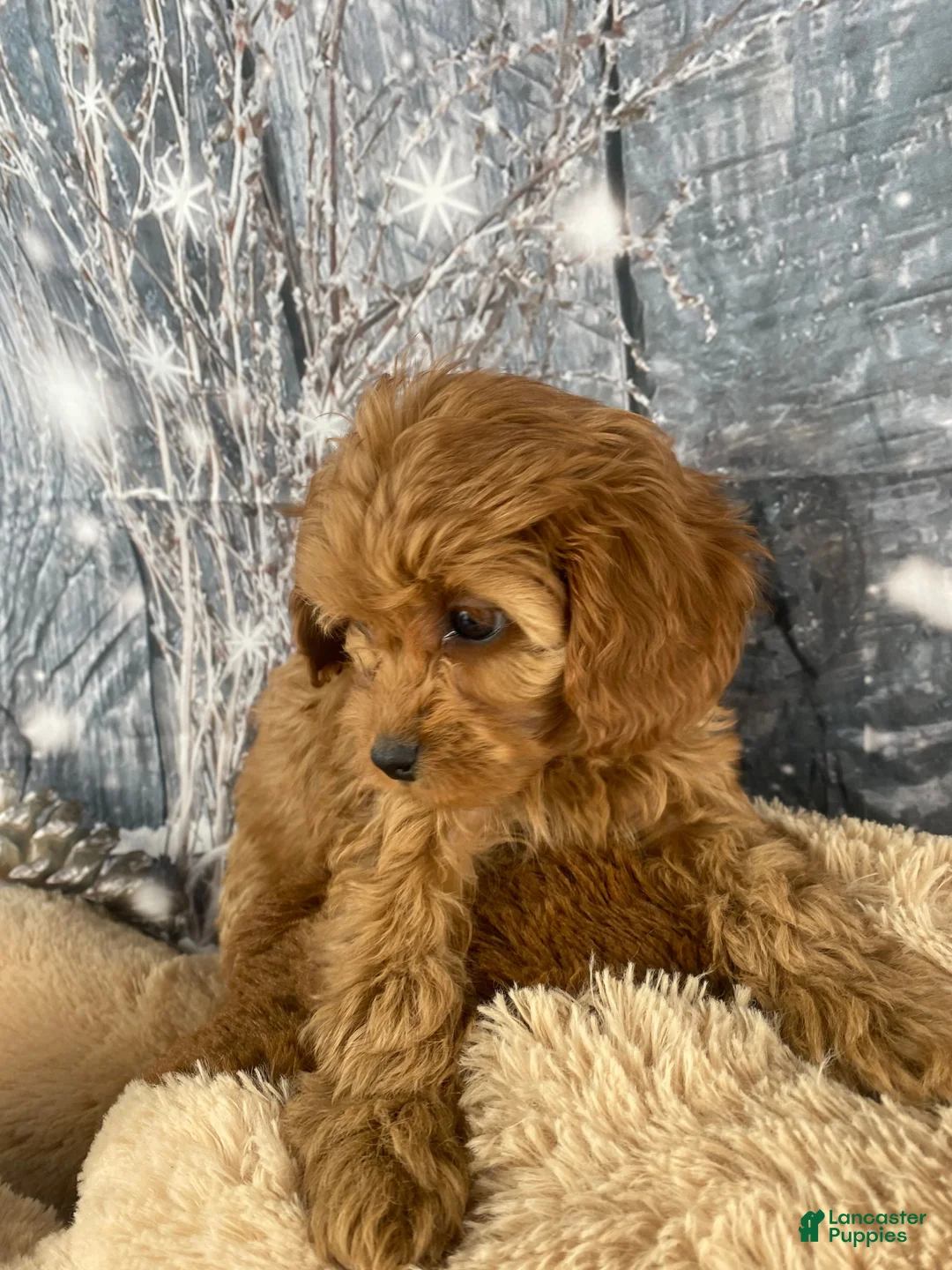 Cavapoo dogs for sale: Pearl - Ad 6