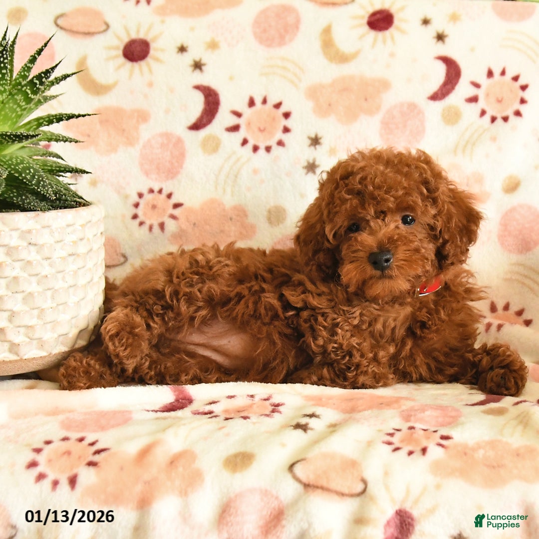 Miniature Poodle dogs for sale: Mackenzie - Ad 3